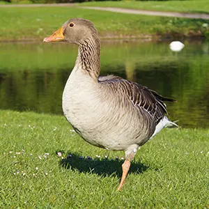 goose vaccine