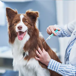 dog vaccine