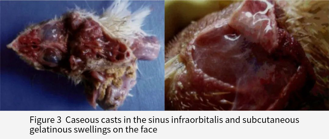 caseous casts in the sinus infraorbitalis and subcutaneousgelatinous swellings on the face