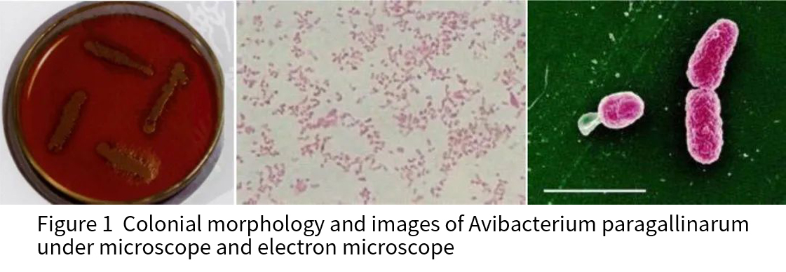colonial morphology and images of avibacterium paragallinarumunder microscope and electron microscope