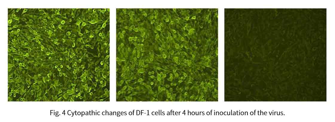 cytopathic changes of df 1 cells after 4 hours of inoculation of the virus