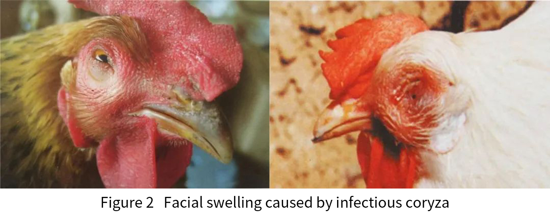 facial swelling caused by infectious coryza