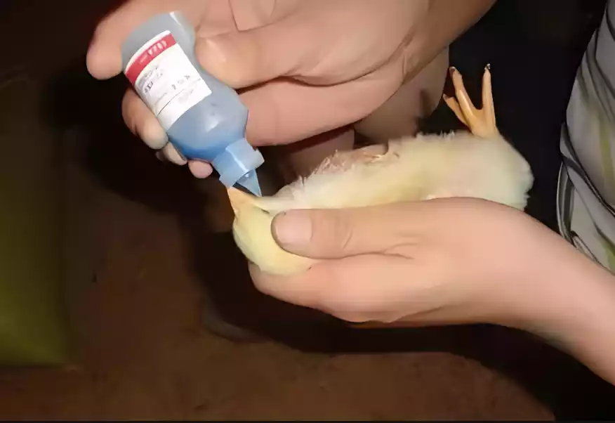 gamboro vaccines methods of use