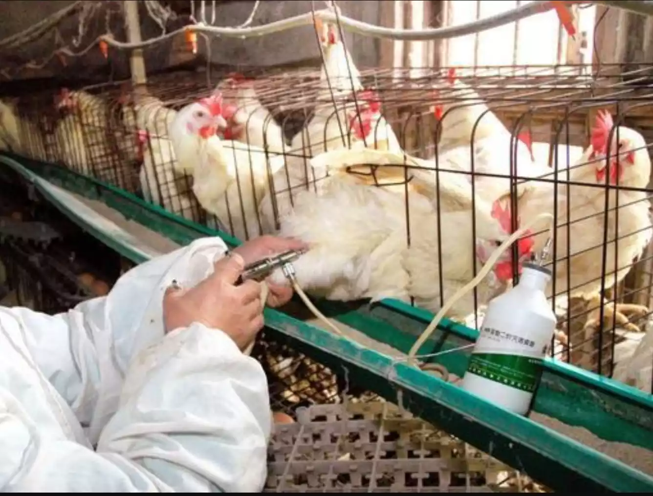 gamboro vaccines methods of use2