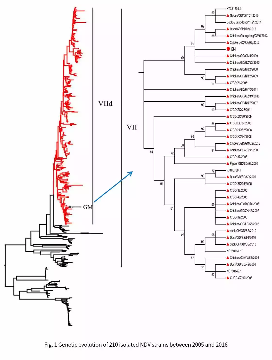 genetic evolution of210 isolated ndv strains between 2005 and 2016