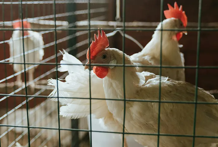 identification diagnosis and prevention and control of infectious coryza