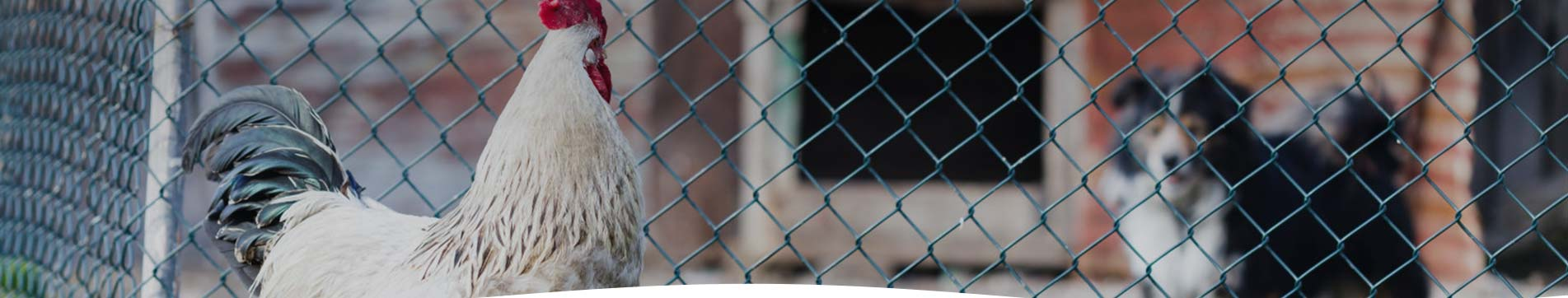 identification diagnosis and prevention and control of infectious coryza1