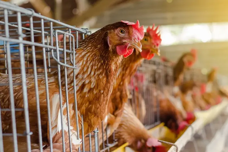 infectious bronchitis disease in poultry