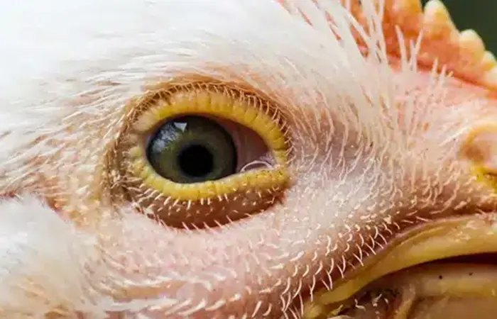 infectious bronchitis disease in poultry2