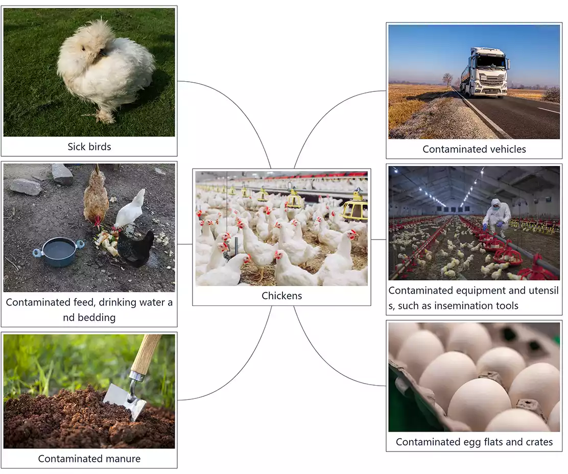 transmission of newcastle disease virus