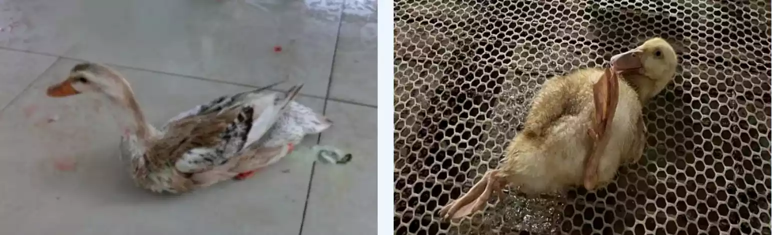 ducks with soft feet and green feces