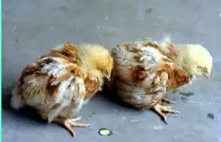 lack of spirit; listlessness; depression