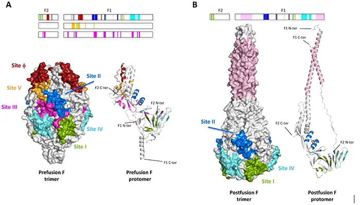 newcastle disease vaccine(genotype vii)