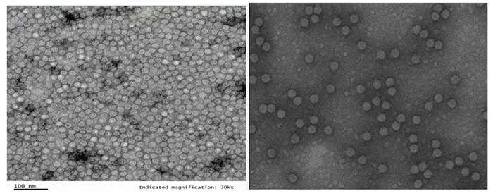 pcv2 electron microscopic image of subunit vaccine