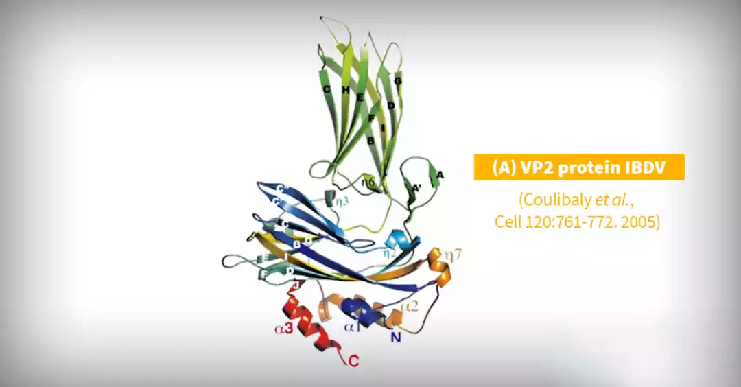 role and prevalence of the bursa of fabricius