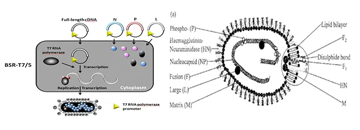 t7 rna polymeraze