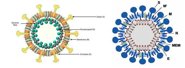 the advantages and characteristics of the subunit production technology transfer and semi finished products owned by wix biotech
