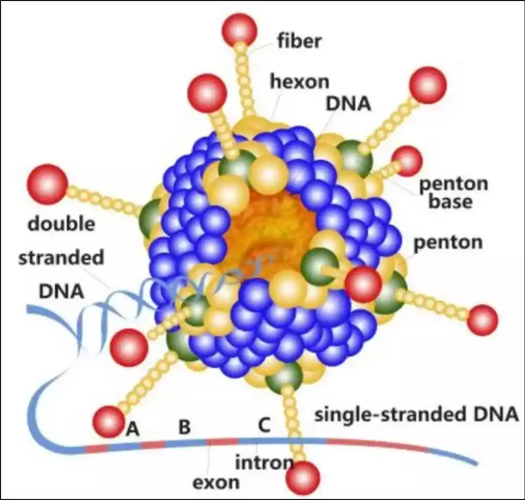 watch out for egg drop syndrome