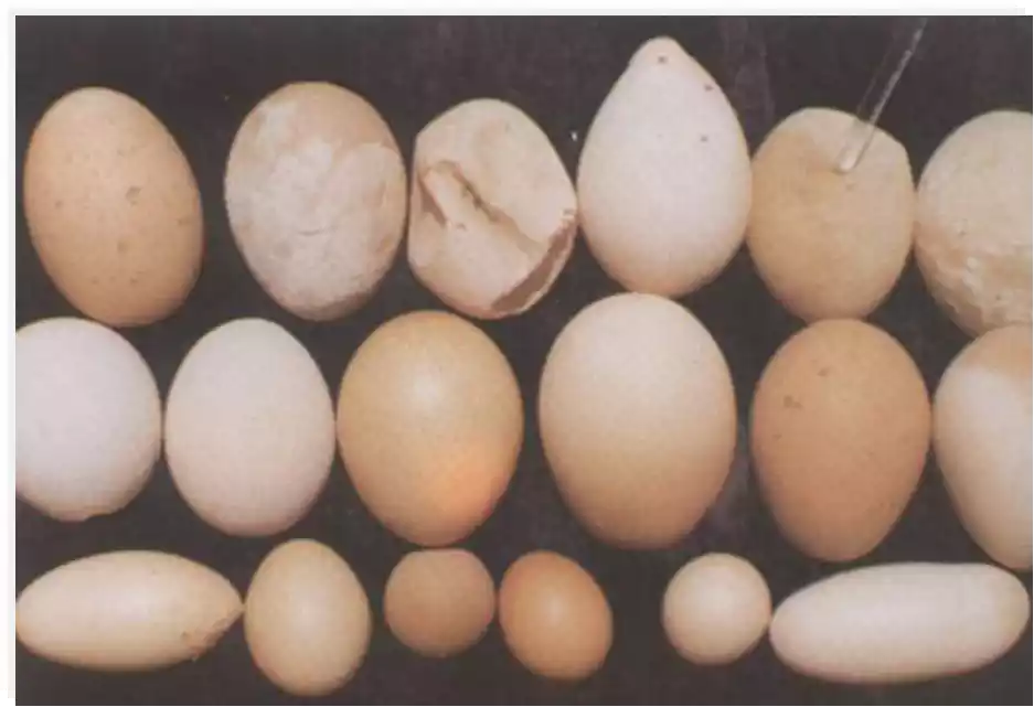 watch out for egg drop syndrome2