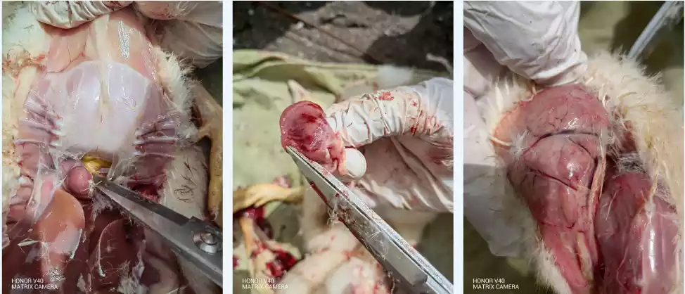 yellow fluid in the root of the heart