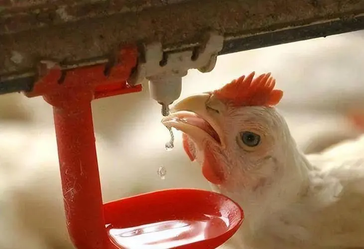 drinking water vaccination