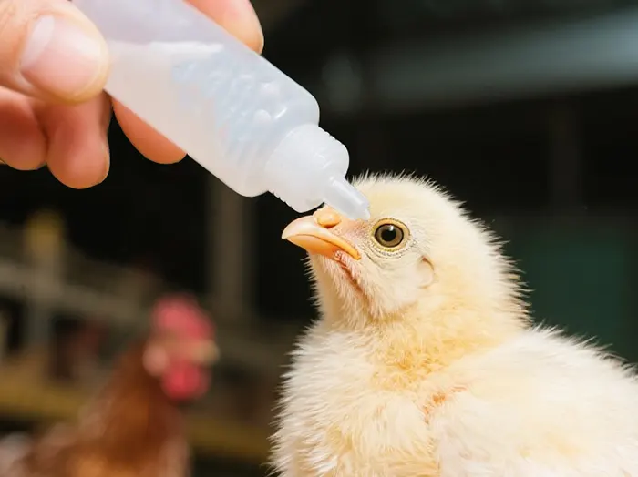 eye drop vaccination