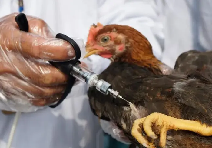 injection vaccination