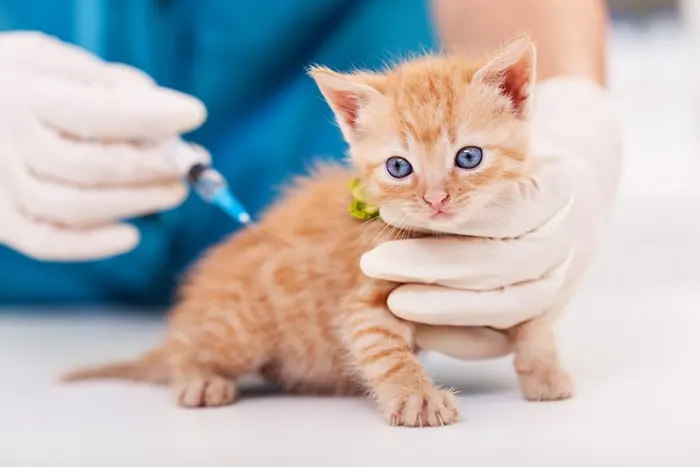 kitten vaccination