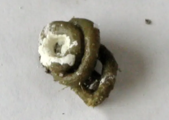 normal chicken manure