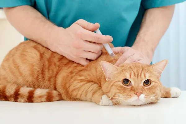 vaccinations for adult cats