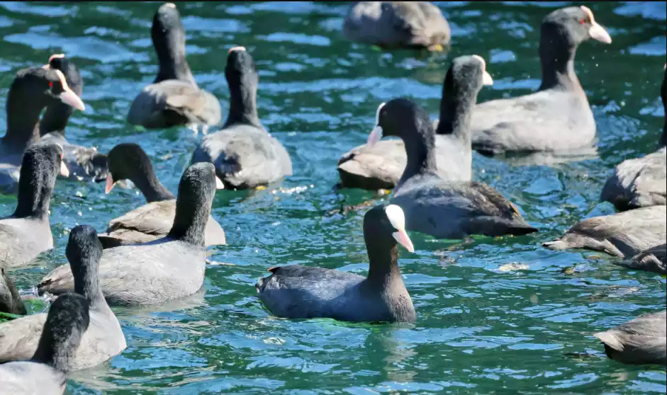 waterfowl vaccination methods and immunization schedule