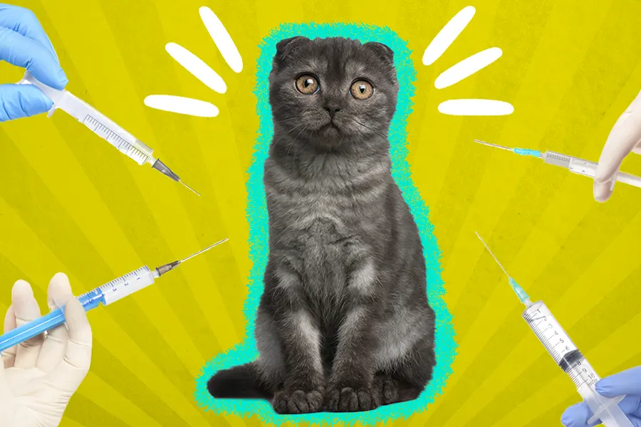 what vaccines do cats need annually the ultimate 2025 guide for cat owners