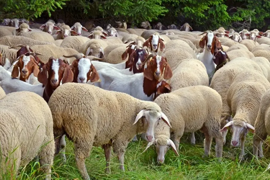 essential vaccines for goats and sheep a comprehensive guide to livestock health
