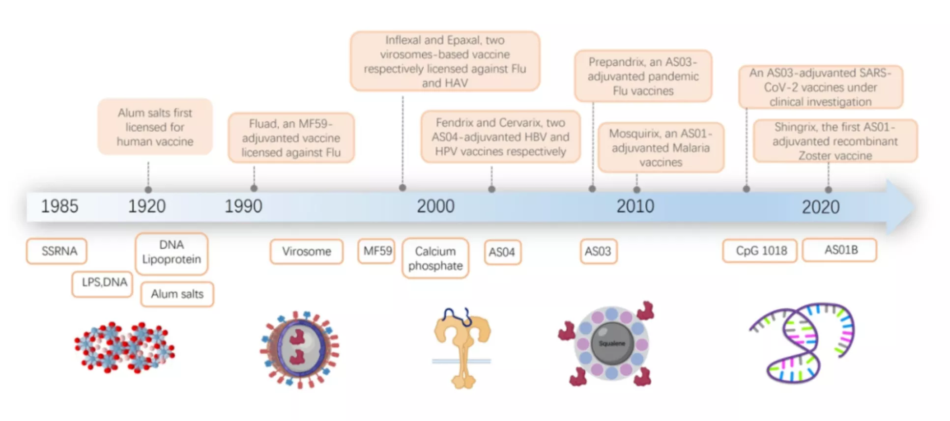 history of vaccine adjuvants