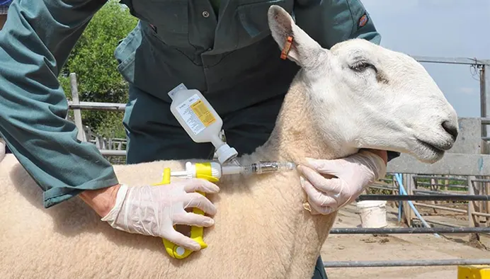 sheep vaccination