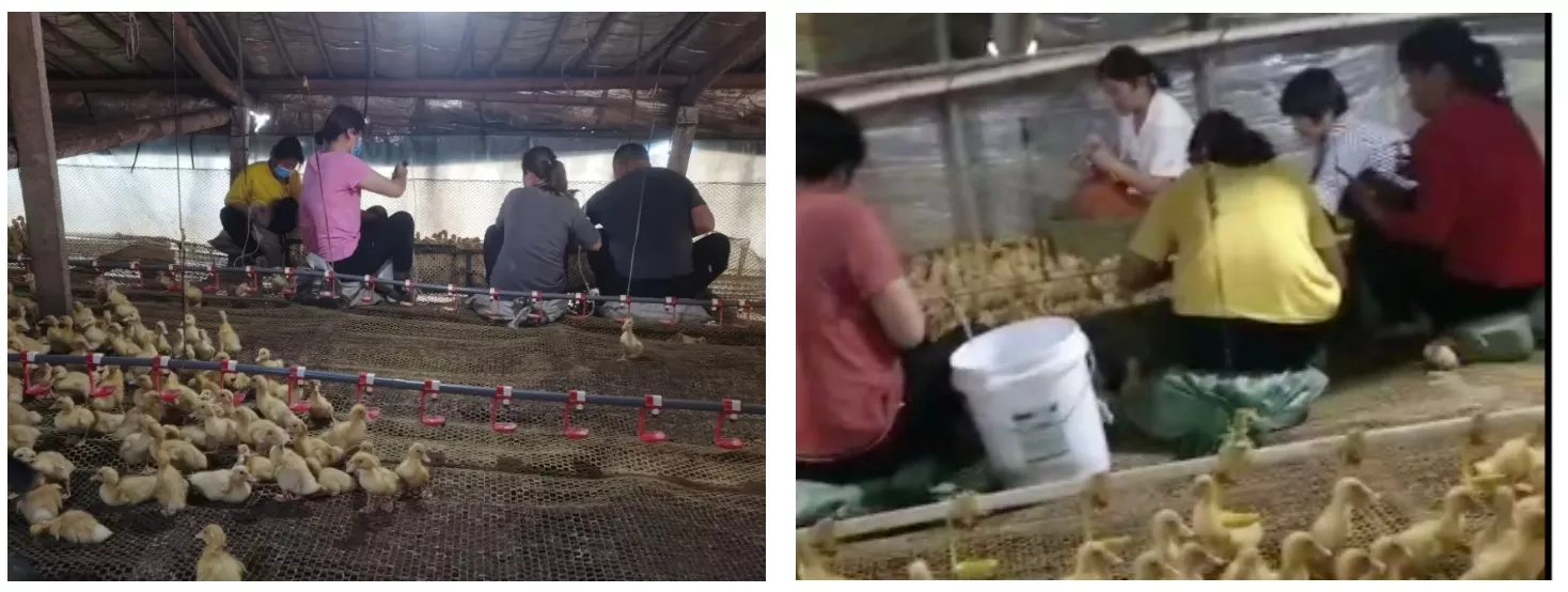 biosecurity incorrect procedures