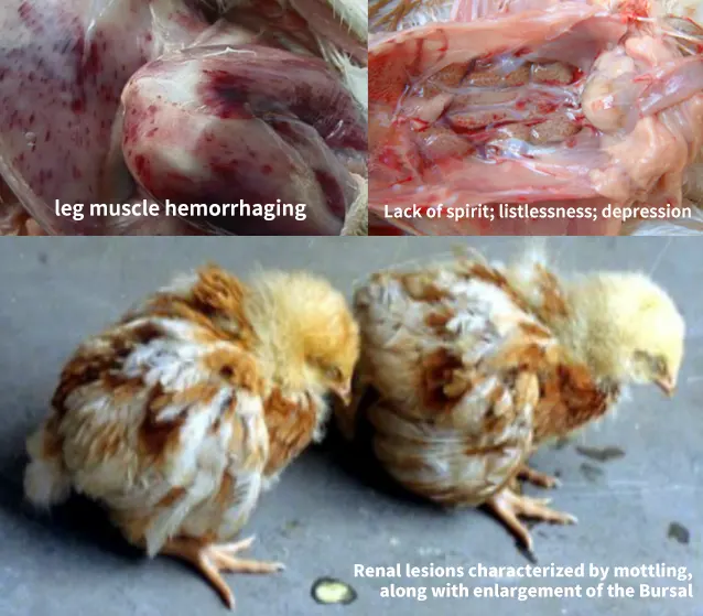 ibdv新型变异株的危害