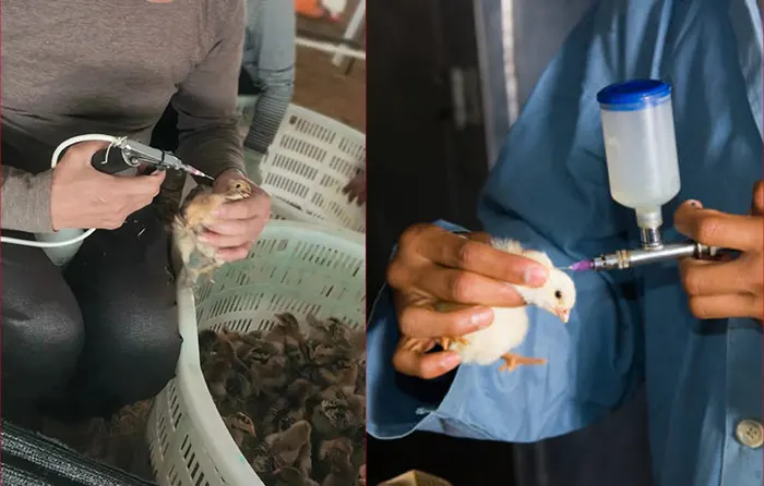 selection of chicks with high maternal antibodies