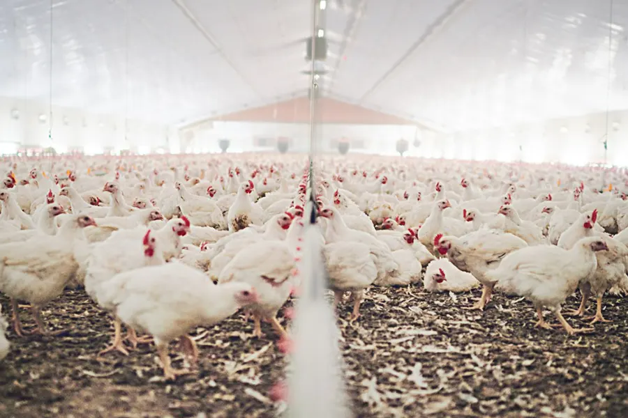 h9n2 avian influenza a hidden challenge for the poultry industry and veterinary institutions