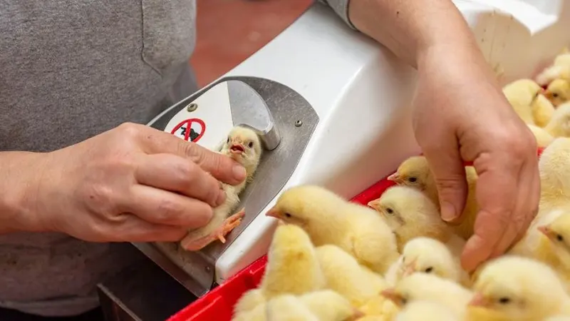 chicken vaccination injection