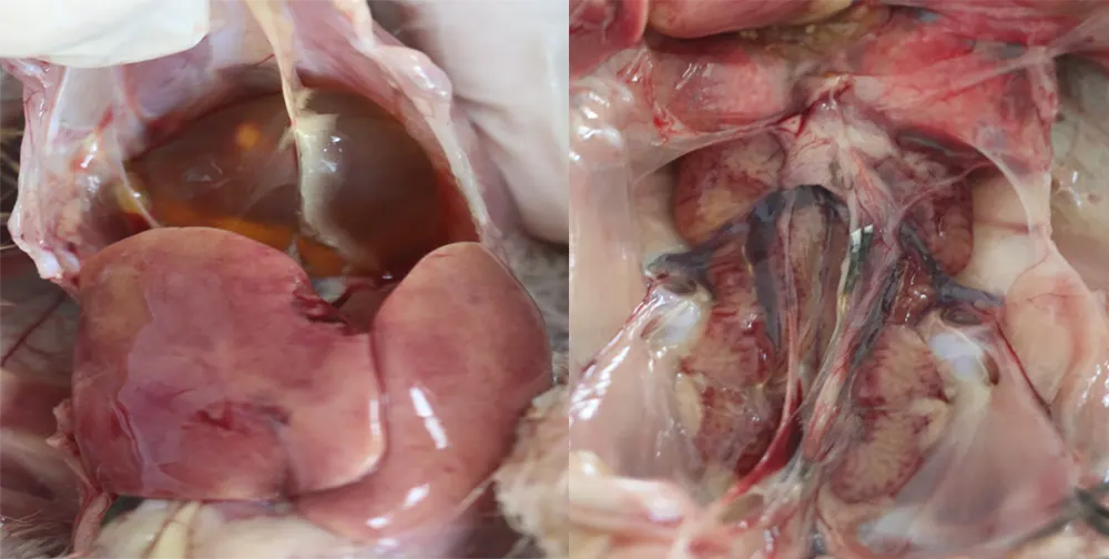 hydropericardium syndrome (hps)