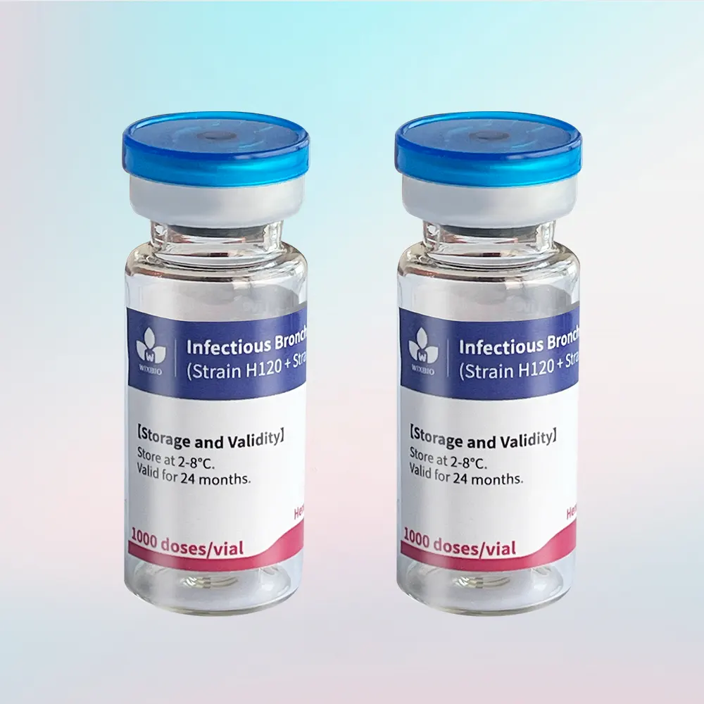 infectious bronchitis vaccines