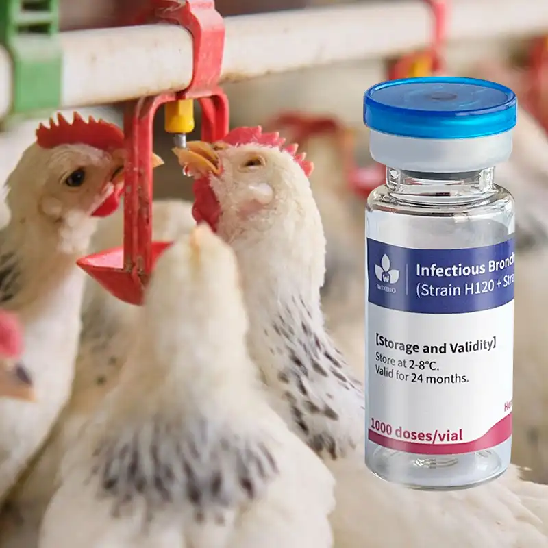 monovalent poultry ib vaccine